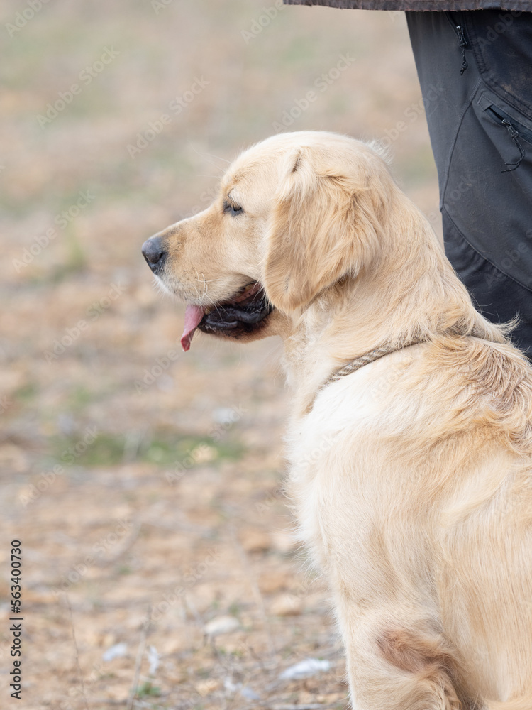 Head portrait of Golden Retriever purebred dog next to his owner