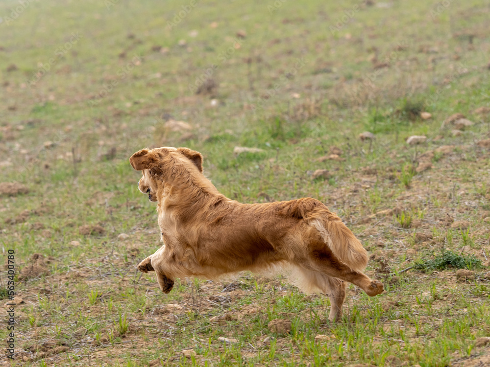 Purebred dog Golden Retriever running by free in the field Purebred dog Golden Retriever running by free in the field