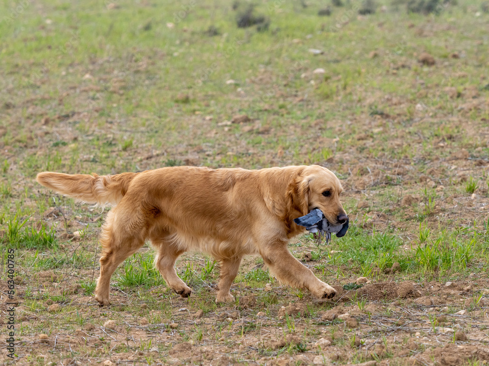 Golden Retriever walking in the field with a dove in his mouth Golden Retriever walking in the field with a dove in his mouth