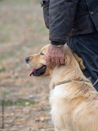 Head of purebred dog Golden Retriever caressed by the hand of his owner