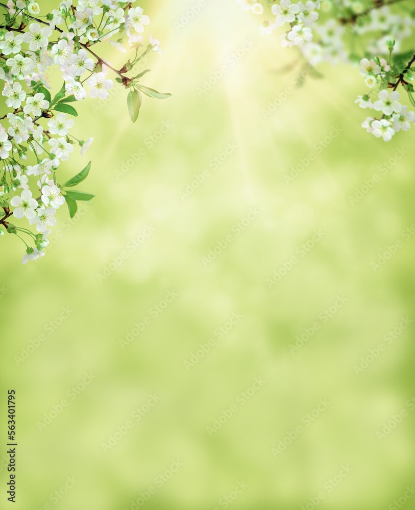 Spring cherry blossom,  sakura flower blooming on springtime. banner for Spring or Summer sale.