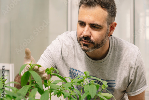 Portrait of handsome scientist looking closely at plant leaves.