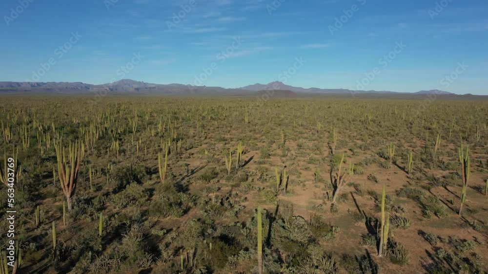 Flying over cacti landscape in Mexico. Desert area with cactuses - drone view Flying over cacti landscape in Mexico. Desert area with cactuses - drone view