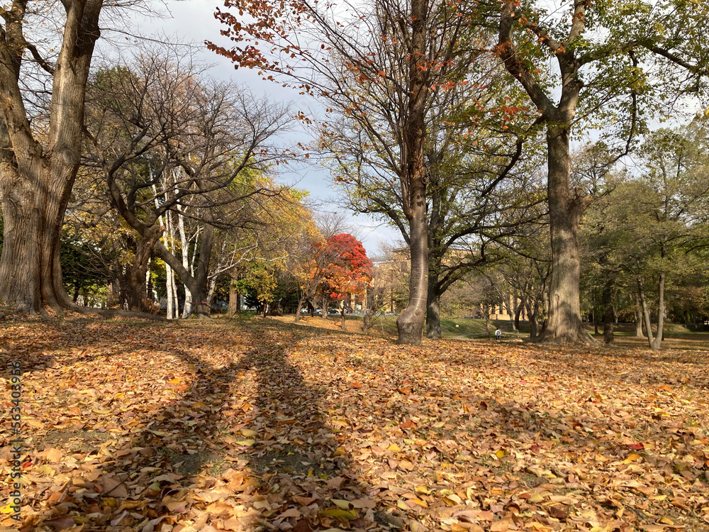 Fototapeta premium 秋の公園