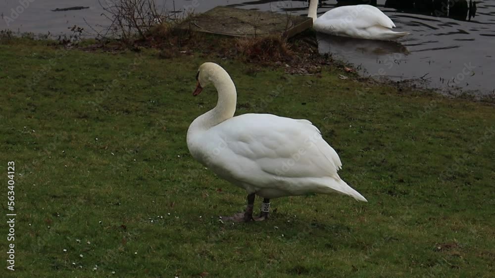 Beautiful white swan grazing on the grass near lake Beautiful white swan grazing on the grass near lake