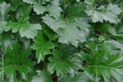 Obraz na płótnie Big green leaves of an Acanthus mollis Bear's Breeches plant