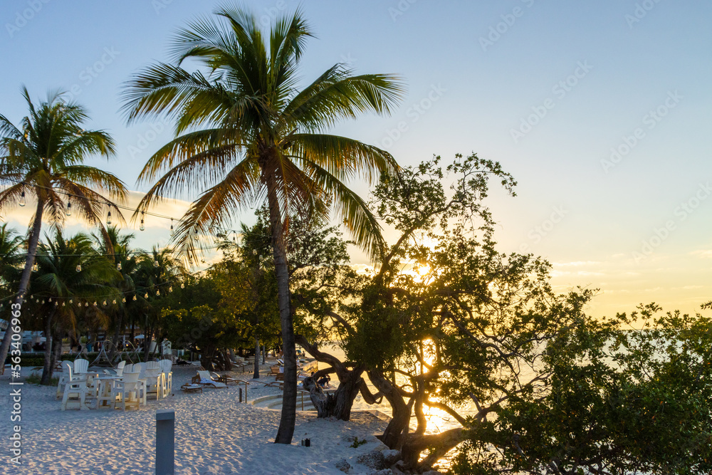 Obraz premium palm trees on the beach at sunset