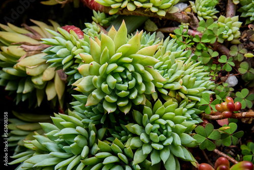 detail shot of succulent plant in the garden. ornamental green plant with pointed petals. macro photo of plant taken with flash and black background. dudleya succulenta. banana plant in the garden photo