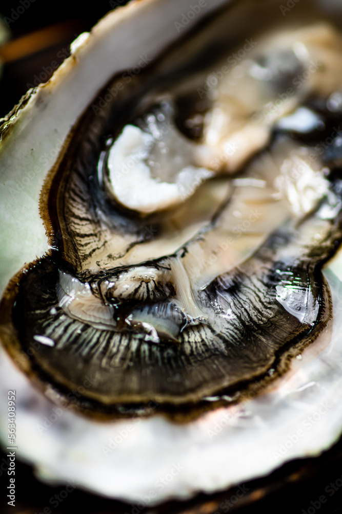 Delicious oysters. Macro background. The texture of oysters. Delicious oysters. Macro background. The texture of oysters.