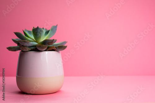 Green succulent pot isolated on pink background. succulent pot. pink background. succulent plant  in modern cement planters on pink background with copy space.Mini succulent in pot on pink background
