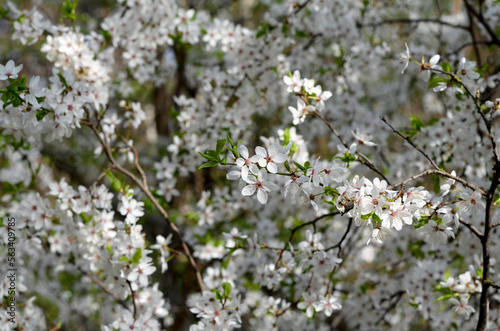 white flowers blooming cherry tree in spring