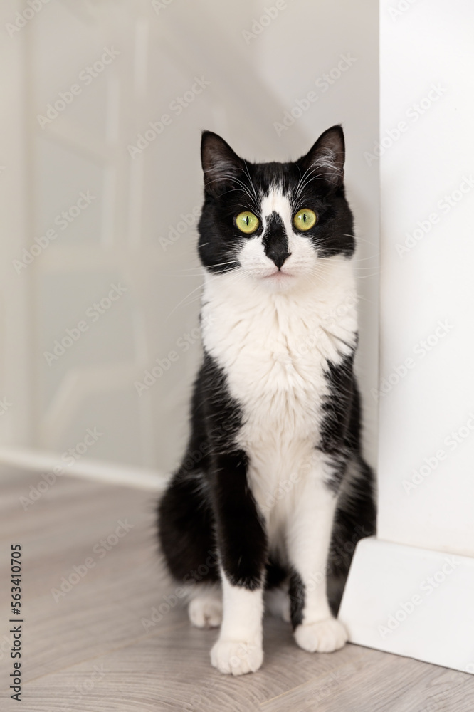 A cute black and white cat sits near a white wall