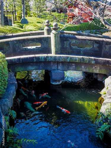 Japanese bridge with fish (koi) in the river, old japanese bridge in the park, orange fish in a river in the park, japanese garden with a river and koi inside