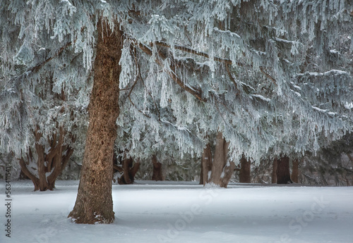 Frosty trees at St. Marys Park in Rochester, MN photo