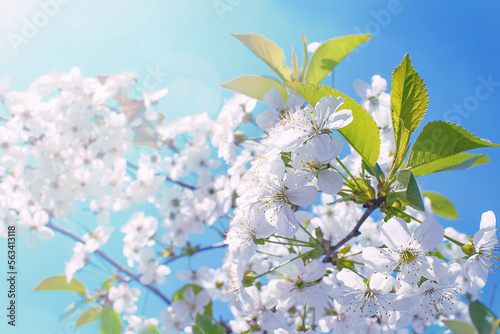  Abstract blurred background. Beautiful nature scene with blooming tree and sun © Maryana