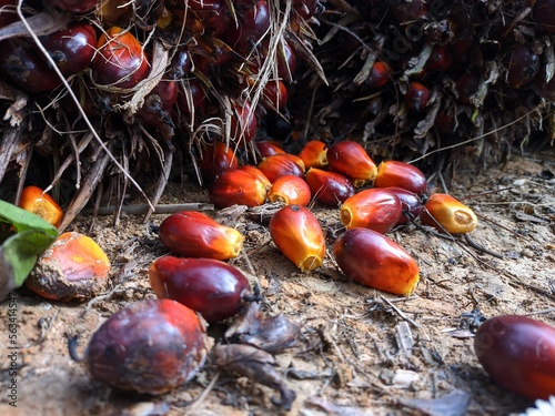 oil palm fruit after harvest in kalimantan plantation photo