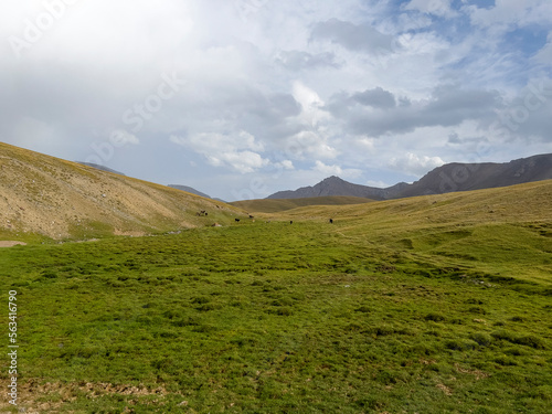 Beautiful green meadow in the Kyrgyz mountains.