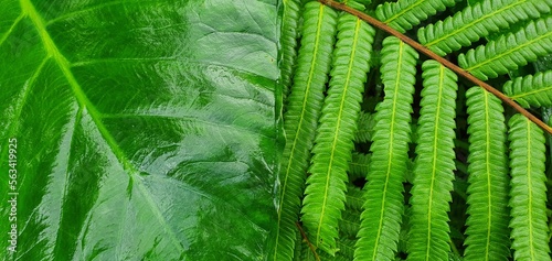 Bright green forest plants in nature.