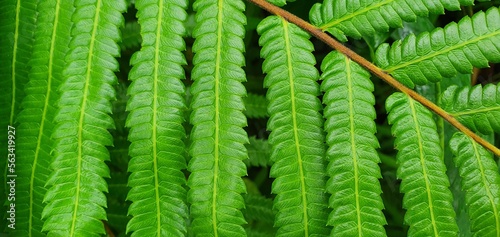 Bright green forest plants in nature.