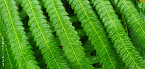 Bright green forest plants in nature.
