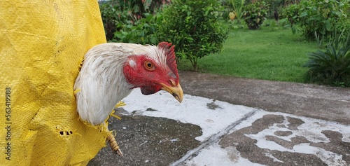 A Broiler rooster poking his head out of a feed bag.