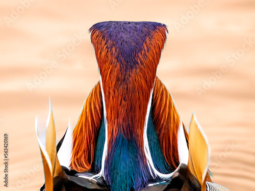 kolorowy ptak mandarynka tęcza głowa © Colorful Soul