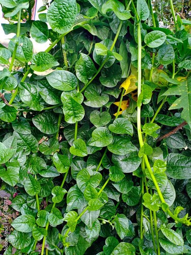 Malbar spinach vine. it is widely used as a leaf vegetable. It is also known as  Malbar spinach and Poi saag or Pui Shak in India.