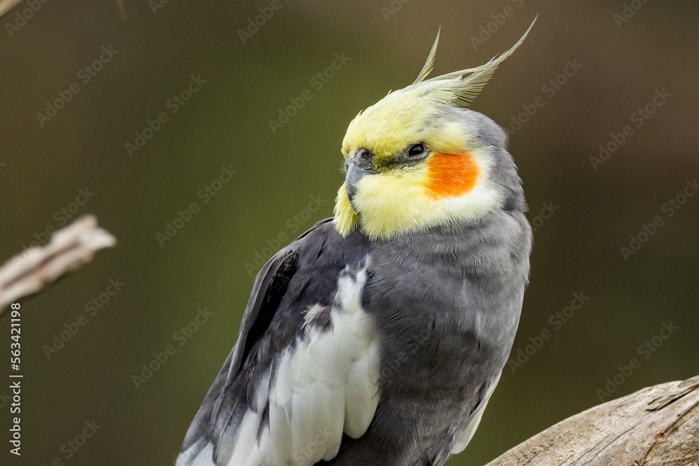 Cockatiel - endemic small cockatoo of arid Australia Cockatiel - endemic small cockatoo of arid Australia