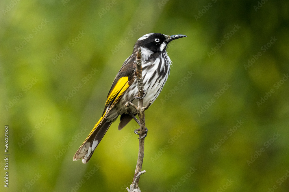 New Holland Honeyeater in Victoria, Australia New Holland Honeyeater in Victoria, Australia