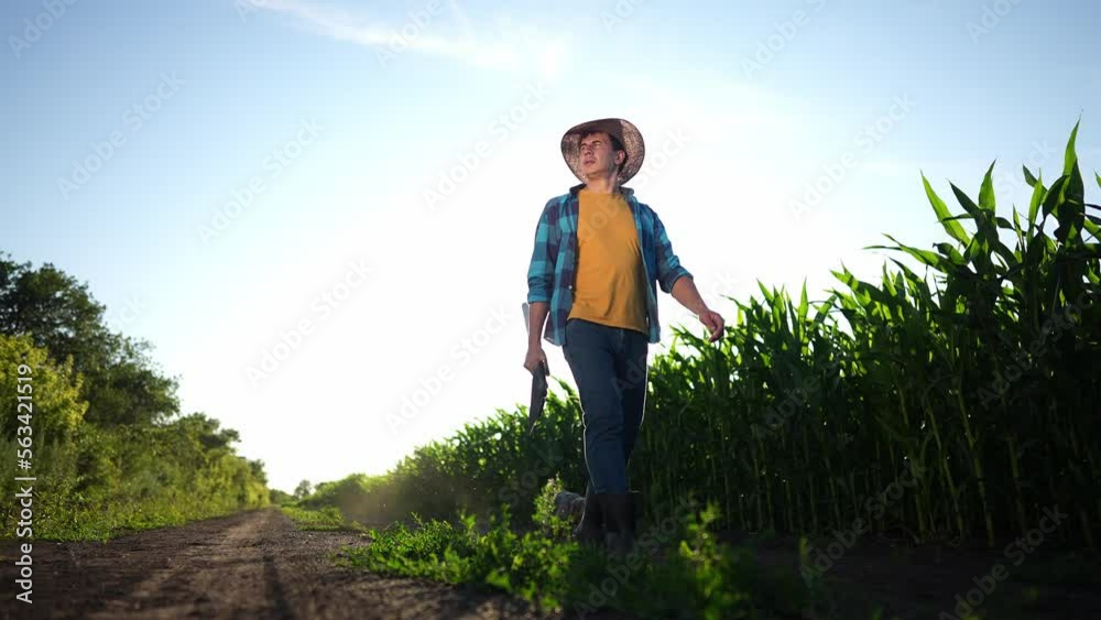 agriculture corn. a farmer with a shovel walks along a corn field. business agriculture industry corn concept. farmer working in corn field farm. organic rural maize crop concept agriculture corn. a farmer with a shovel walks along a corn field. business agriculture industry corn concept. farmer working in corn field farm. organic rural maize crop concept