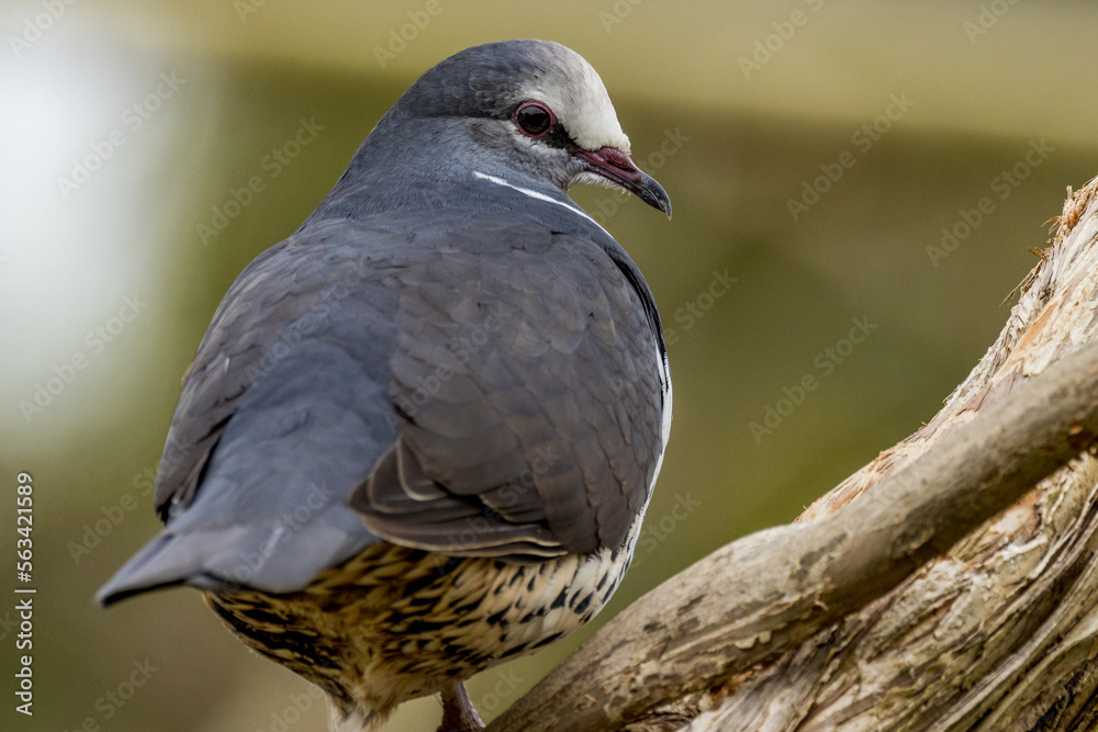 Obraz premium Wonga Pigeon - Tropical, Rare Dove of Australia