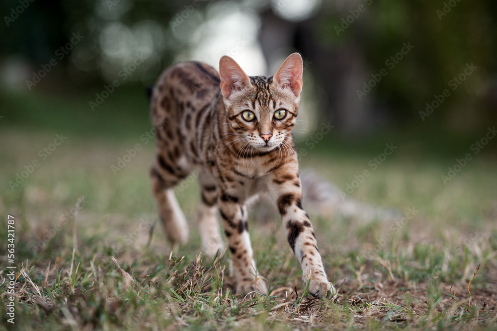 Obraz premium Bengal Kitten playing