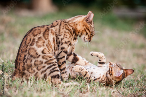 Bengal Kitten playing