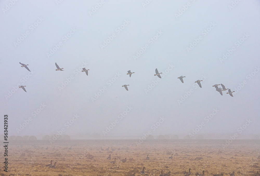 朝霧の牧草地