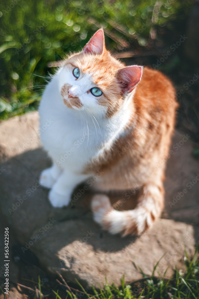 Red Street Cat looking up Red Street Cat looking up