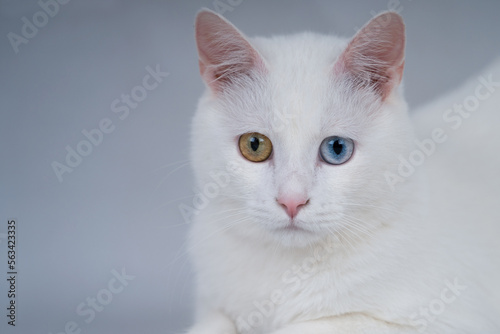 Beautiful white cat with bicolor eyes