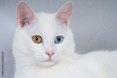 Beautiful white cat with bicolor eyes