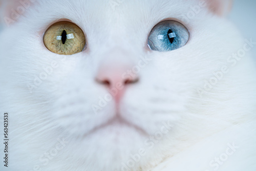 Beautiful white cat with bicolor eyes