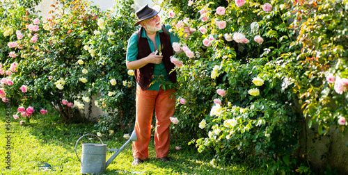 Retired gardener senior portrait, spring banner. Senior old man in garden cutting roses flowers. Gardener grandfather with spring bloom.