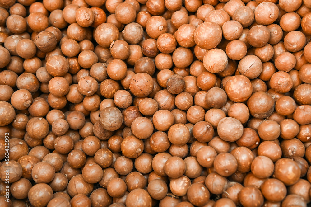 macadamia nuts texture background, fresh natural shelled raw macadamia nuts in a full frame, close up pile of roasted macadamia nut - top view macadamia nuts texture background, fresh natural shelled raw macadamia nuts in a full frame, close up pile of roasted macadamia nut - top view