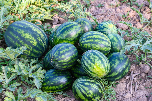 watermelon field - fresh watermelon fruit on ground agriculture garden watermelon farm with leaf tree plant, harvesting watermelons in the field