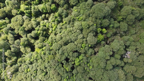 high view of the forest HIGH VIEW OF THE FOREST