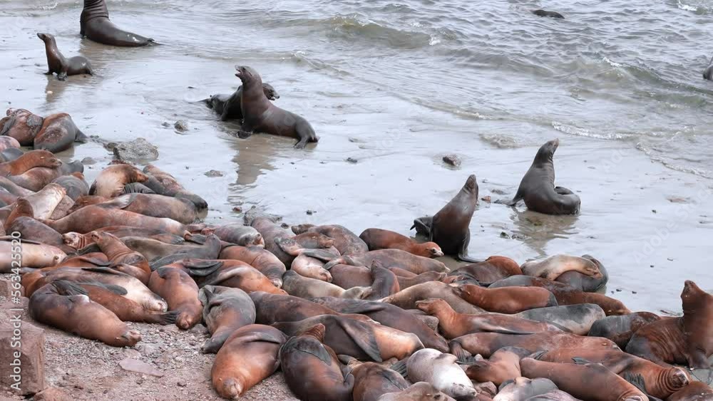 Brown sea lions herd resting on rocky coastlines by the ocean on a Monterey city beach Brown sea lions herd resting on rocky coastlines by the ocean on a Monterey city beach