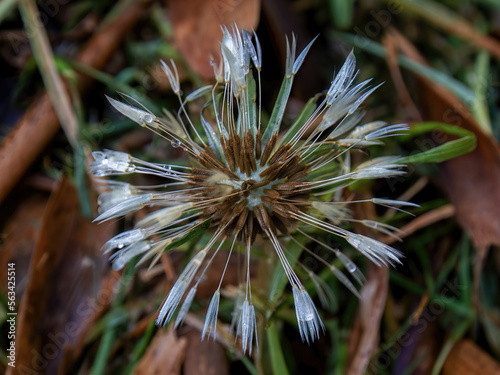 Macro photography of a dandelion seed head covered in dew  captured in a field near the colonial town of Villa de Leyva  in central Colombia.