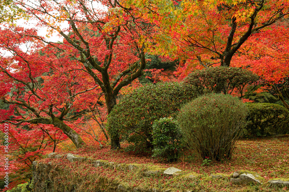 Naklejka premium 紅葉期の九年庵