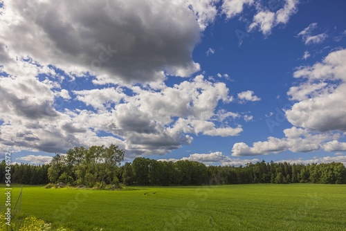 Gorgeous view of rural landscape with wheat fields against blue sky with white clouds. Sweden.