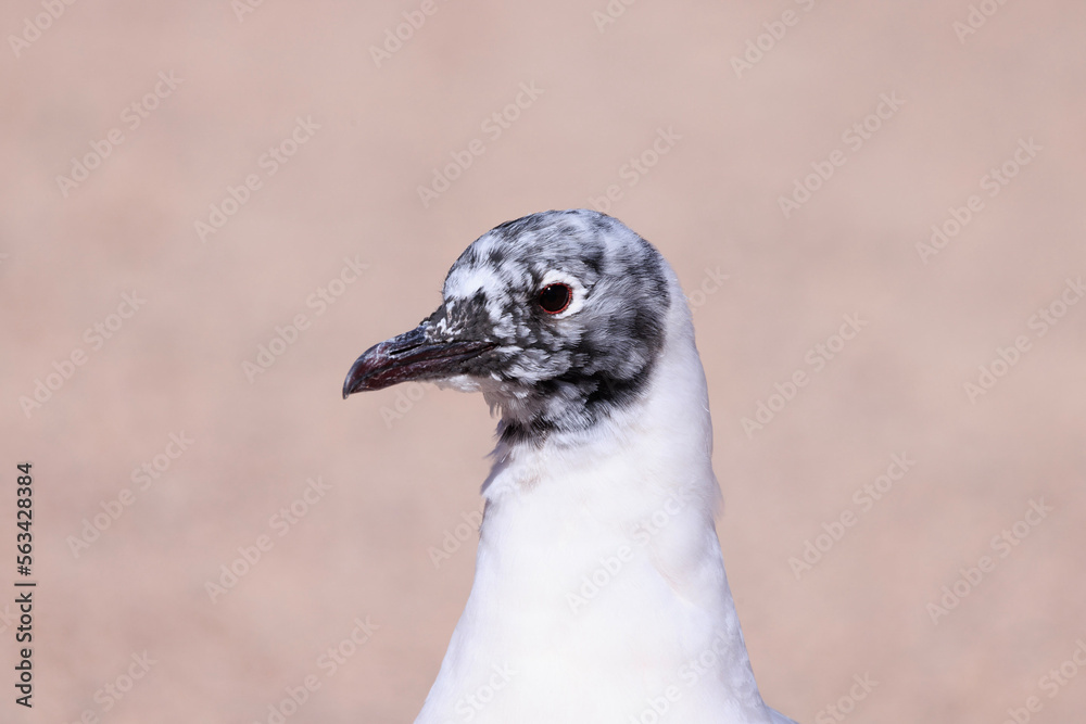 close up of a seagull