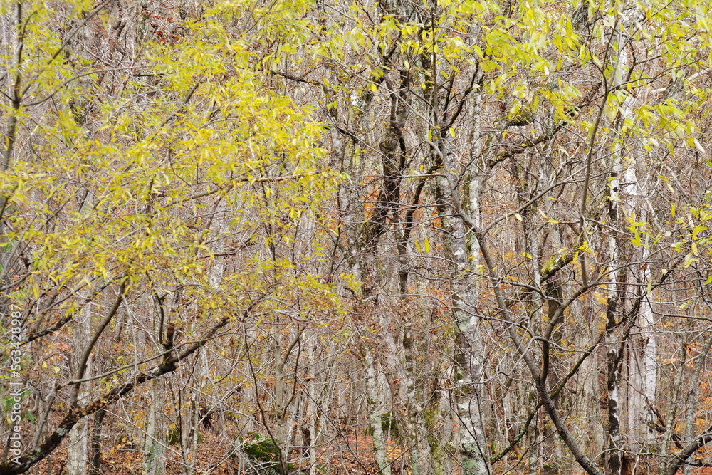 Autumn leaves scenery in Japan.
impression of hope. Autumn leaves scenery in Japan.
impression of hope.