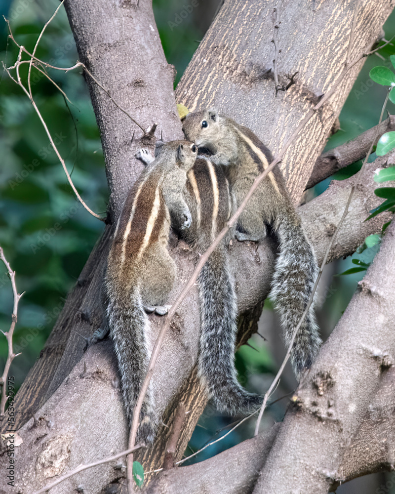 Indian palm squirrel or three-striped palm squirrel or Funambulus palmarum or observed in Hampi in Karnataka, India Indian palm squirrel or three-striped palm squirrel or Funambulus palmarum or observed in Hampi in Karnataka, India