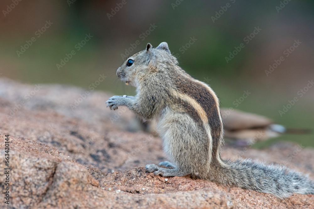 Fototapeta premium Indian palm squirrel or three-striped palm squirrel or Funambulus palmarum or observed in Hampi in Karnataka, India